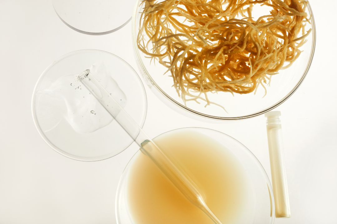 What is the Difference Between Seaweed and Sea Moss?