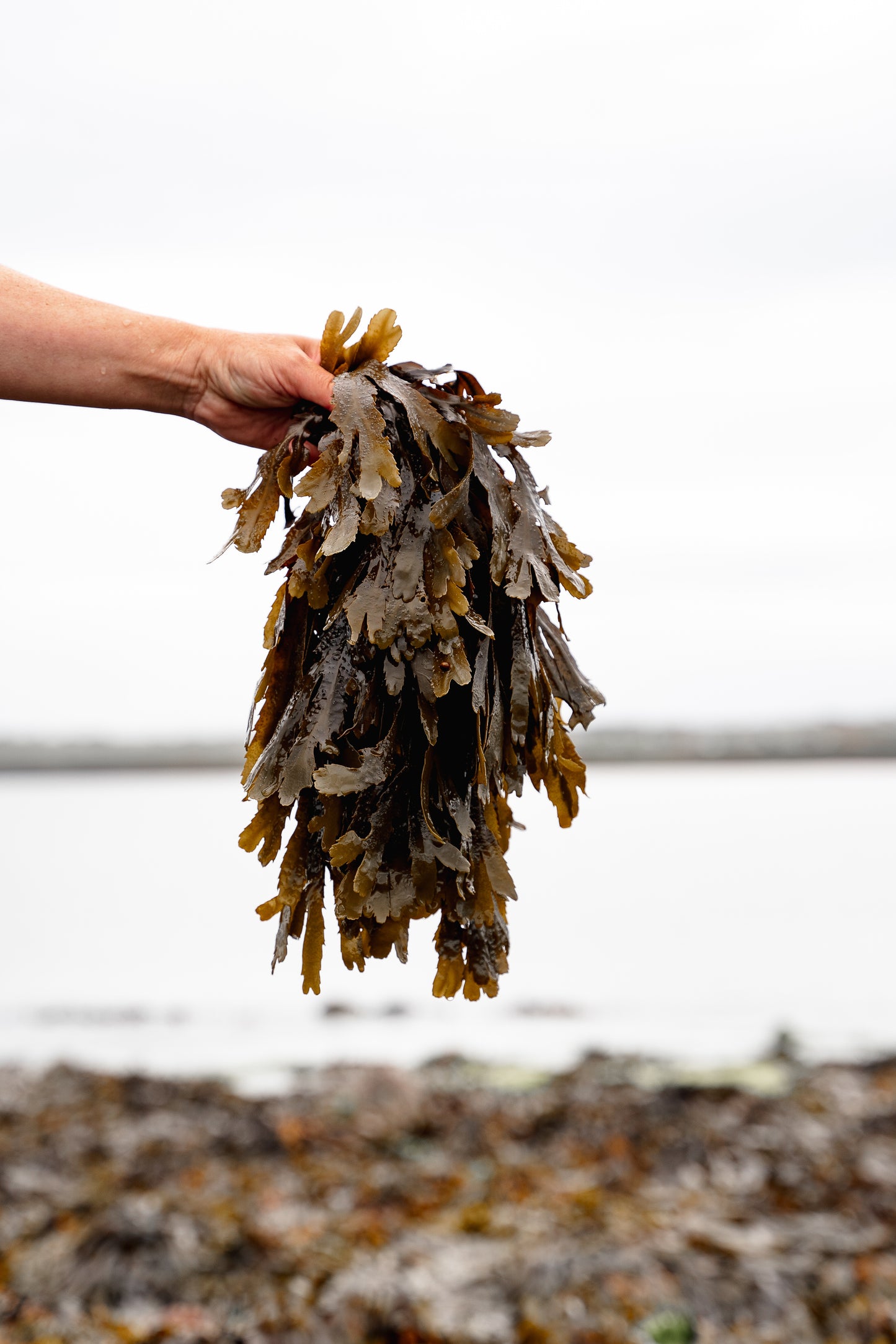 ishga Seaweed Bath