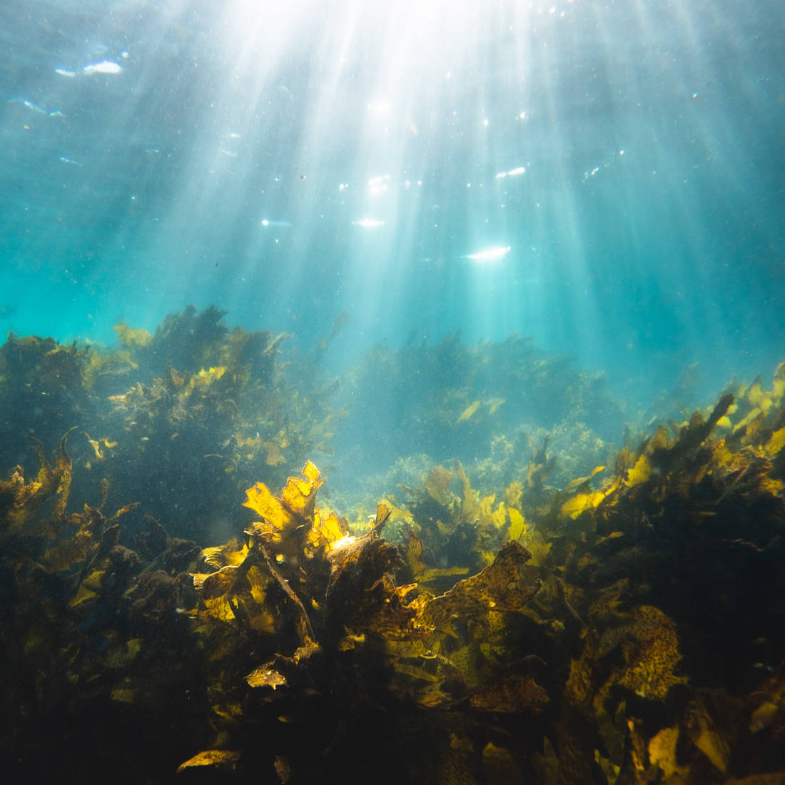 How Important is Seaweed for the Environment?