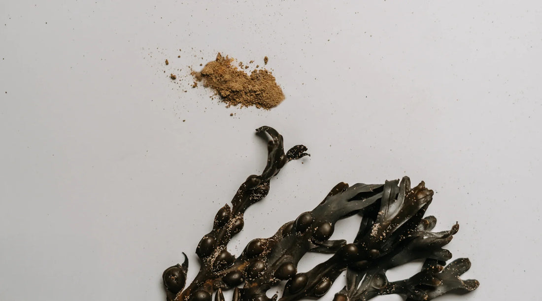 What's The Difference Between Kelp and Seaweed?