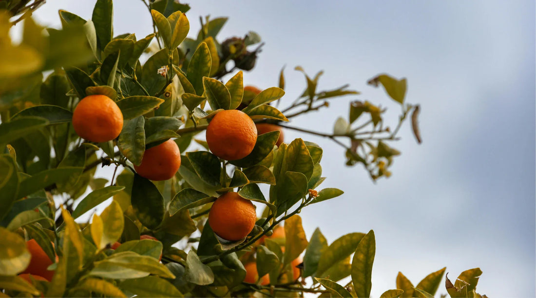 Why vitamin C is essential for skin health