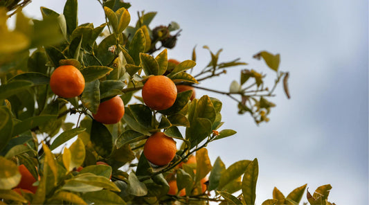 Why vitamin C is essential for skin health