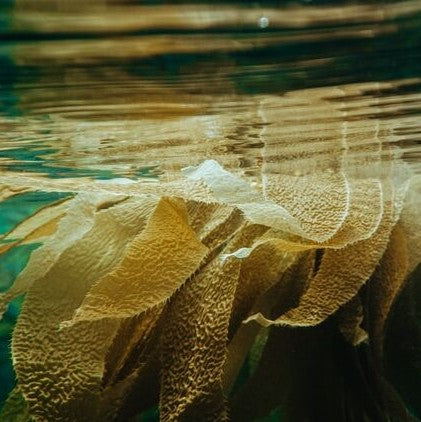 What's The Difference Between Kelp and Seaweed?