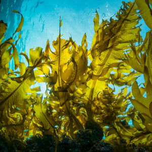 Kelp vs Seaweed - What's the Difference?