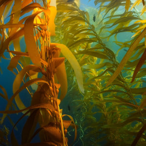 Which Seaweed Species is Best For You?