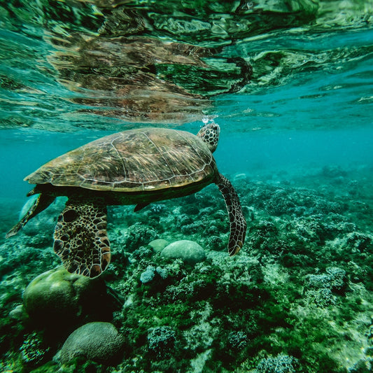 Explore the Many Benefits of Seaweed this National Marine Week