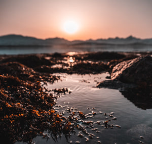 World Health Day 2022: Seaweed for Our Planet, Seaweed for Our Health