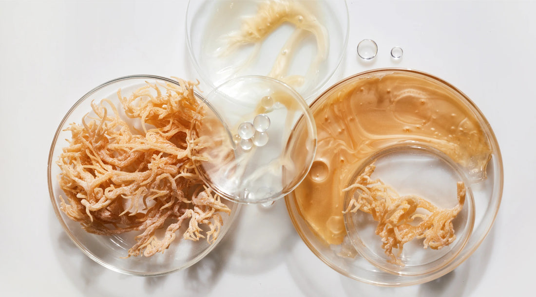 Sea Moss Sensation: Unpacking the Hype and Health Benefits