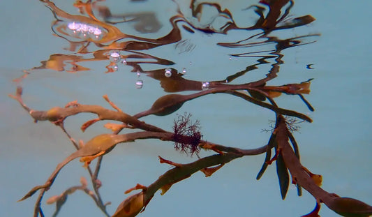 Kelp vs Seaweed - What's the Difference? | Doctor Seaweed Blog